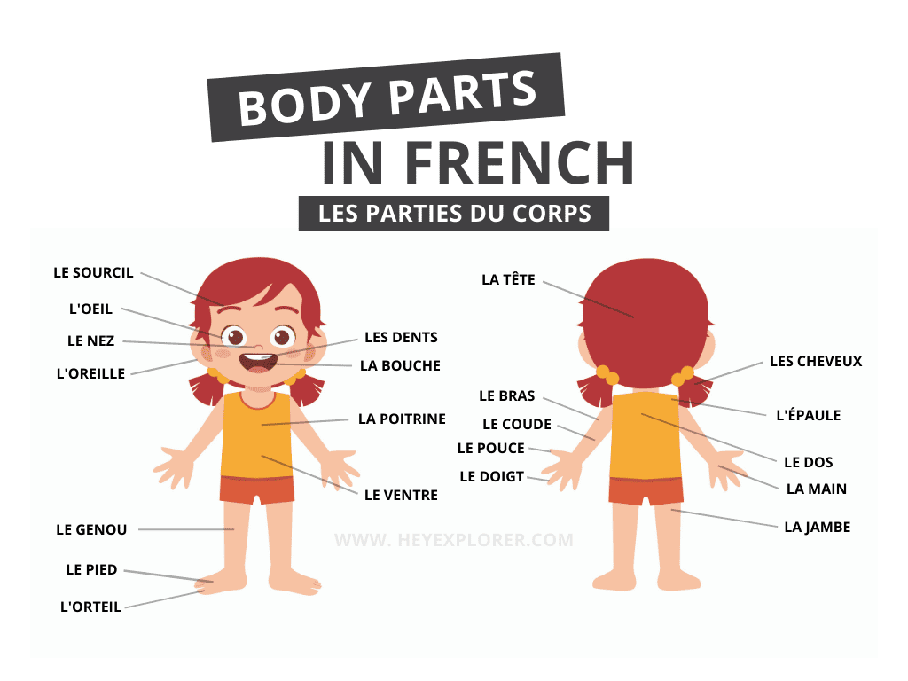 French Body Parts 80 Words To Add To Your Vocabulary