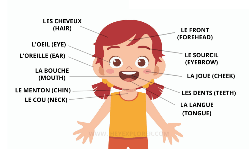 The head in French