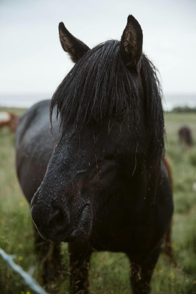 close up of a black horse, wet from rain