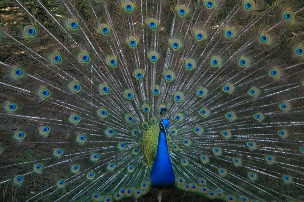 blue peacock, open feathers