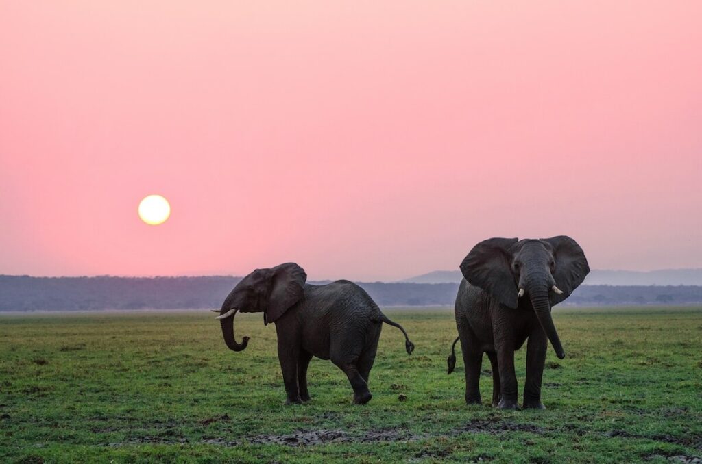 sunset over two elephants in the grassland