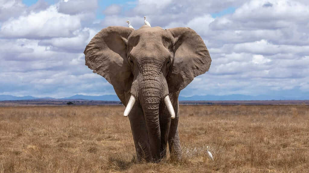 An elephant to demonstrate Estar de trombas.