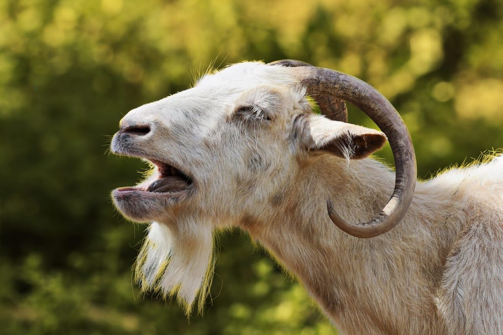 angry goat