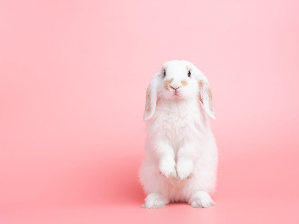 Bunny