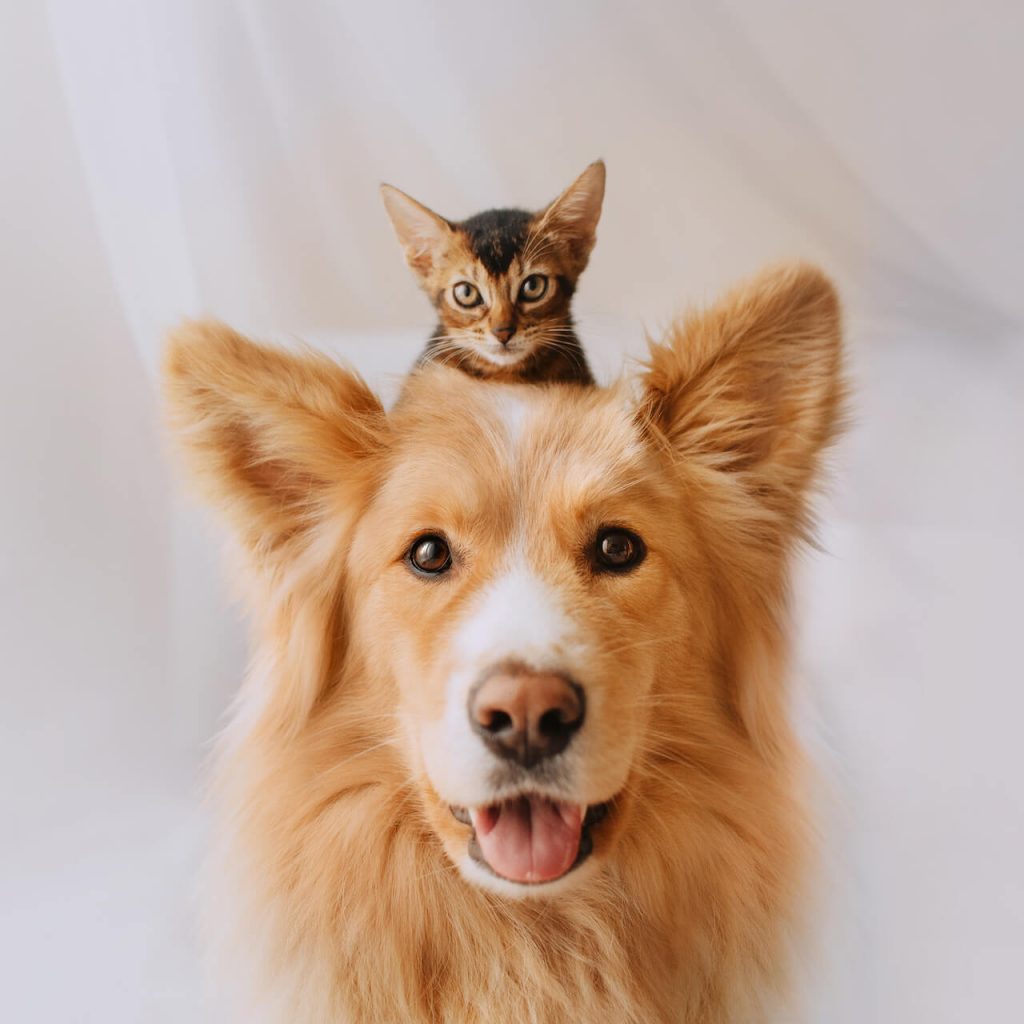 cat and dog