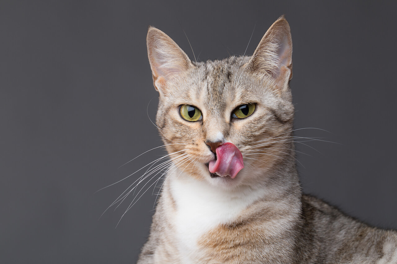 cat smacking its tongue