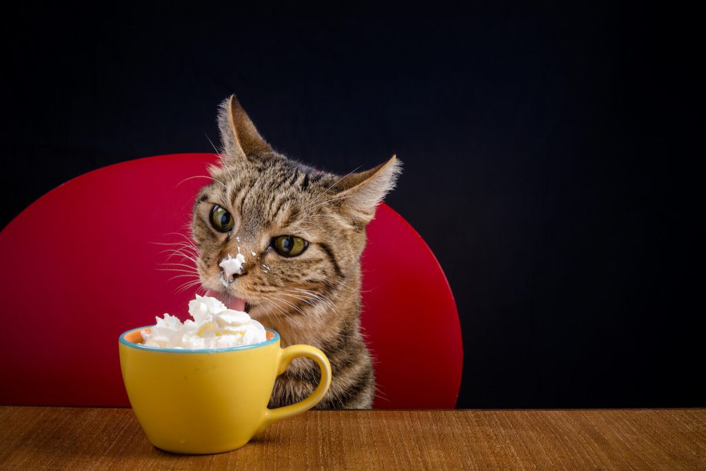 Cat licking whipped cream to demonstrate "Il n’y a pas de quoi fouetter un chat"