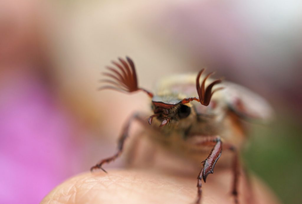 Cockchafer to demonstrate "Pas piqué des hannetons"