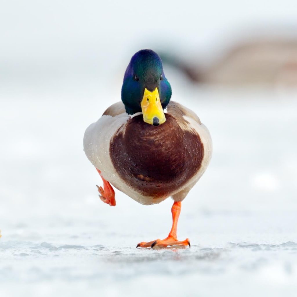 cold duck