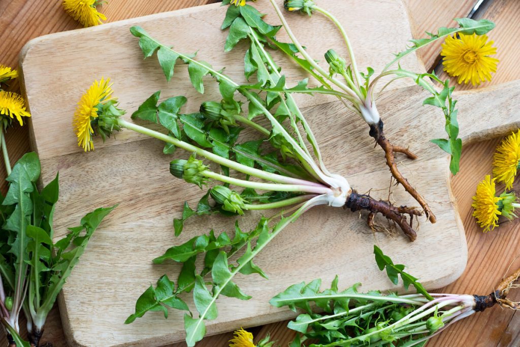 Dandelions with its root to demonstrate "Manger les pissenlits par la racine"