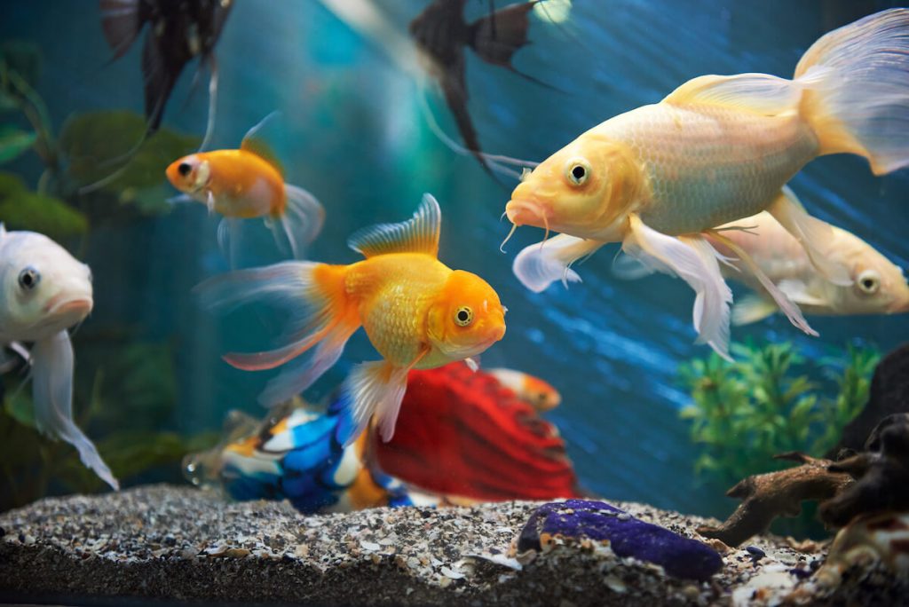 Fish in aquarium to demonstrate "Noyer le poisson"