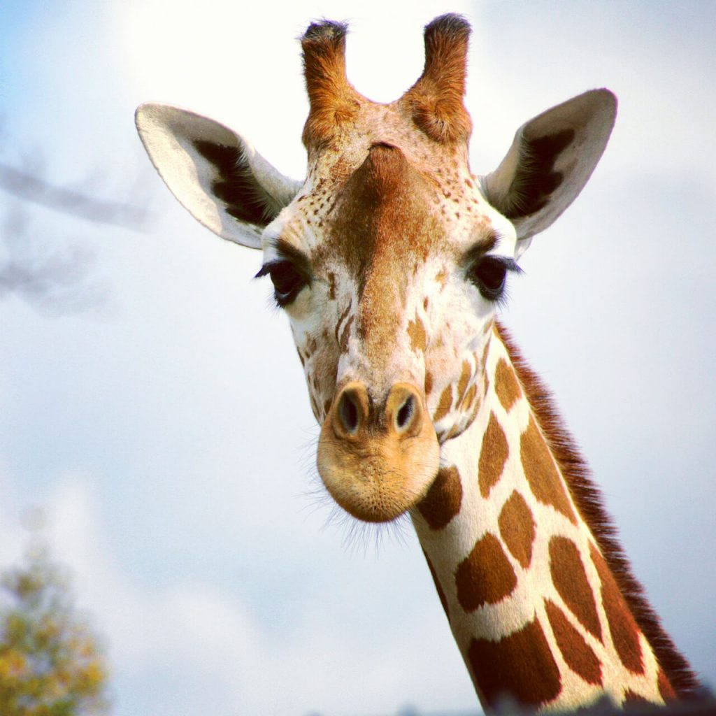giraffe