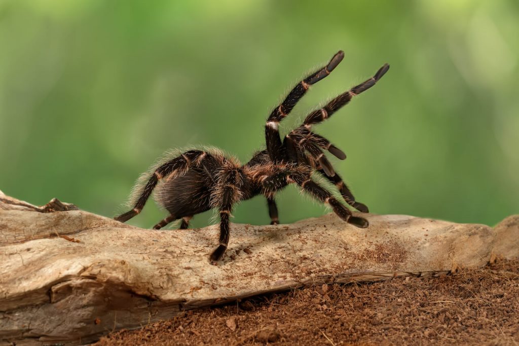 spider