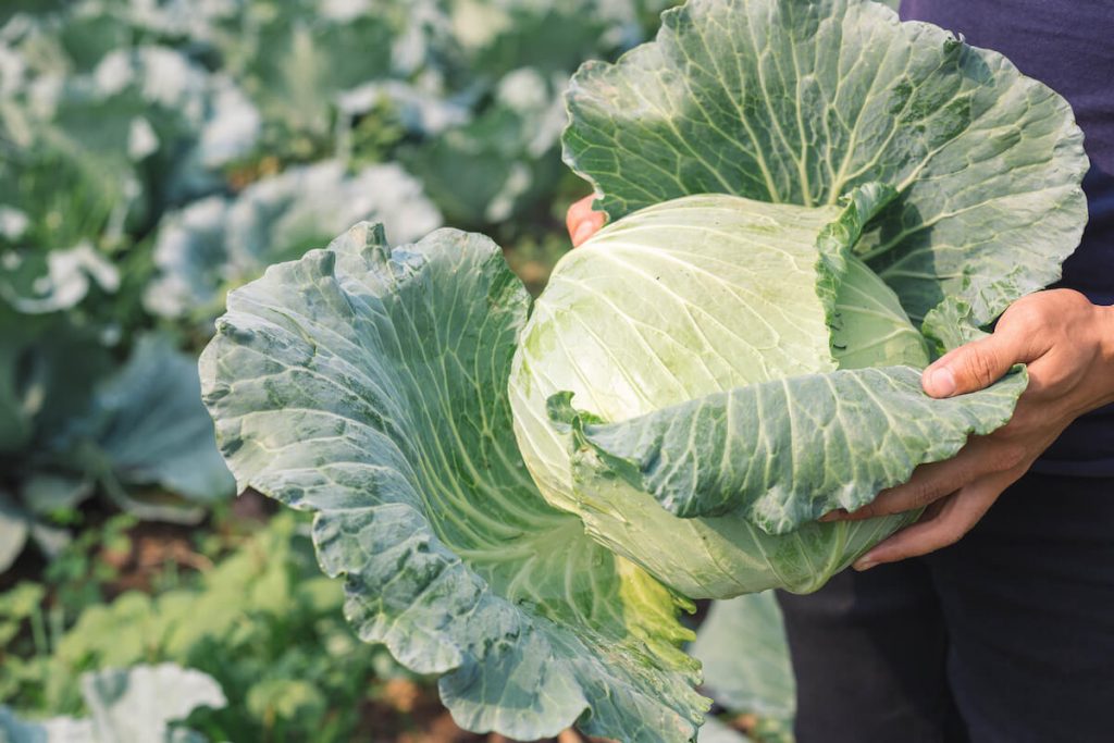 Cabbage to demonstrate Mon petit chouchou