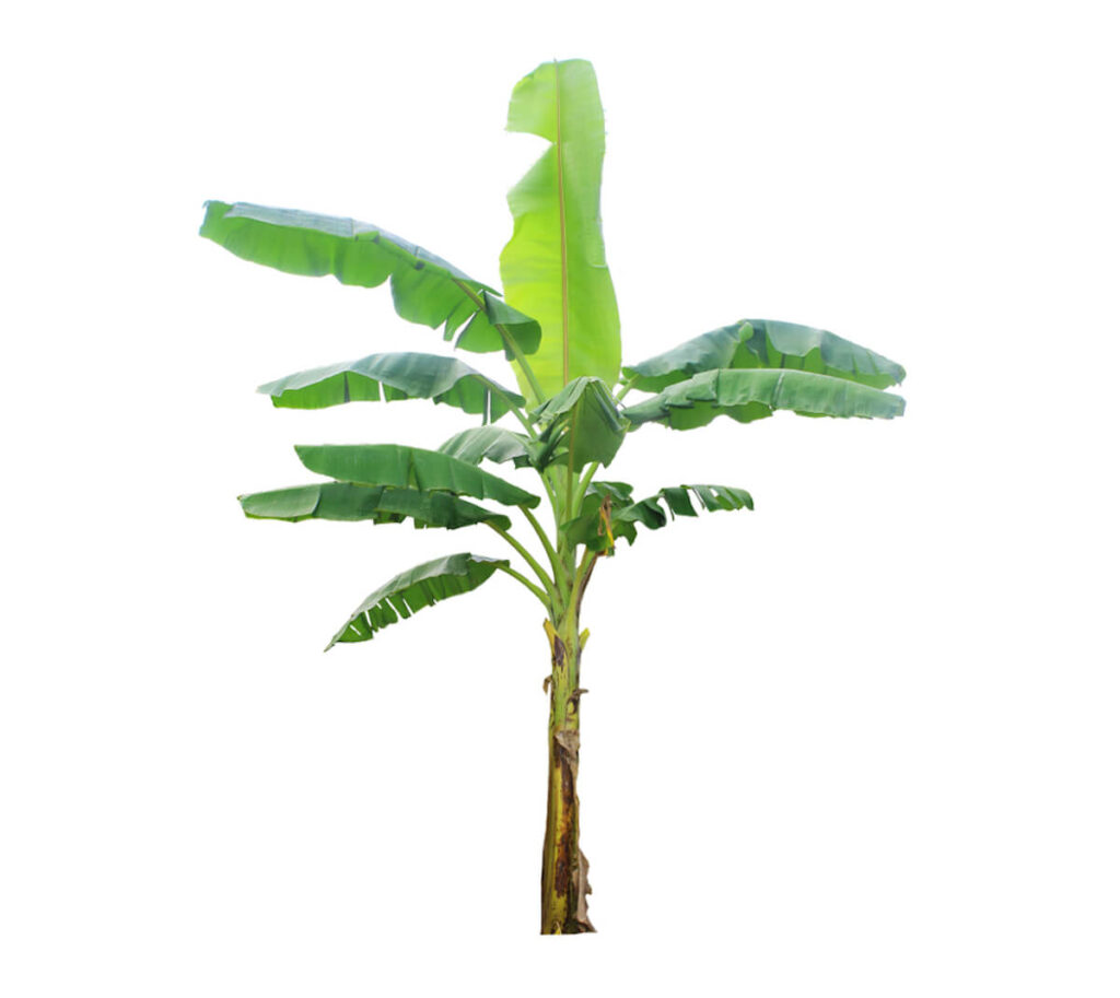 Banana tree to demonstrate Plantar bananeira