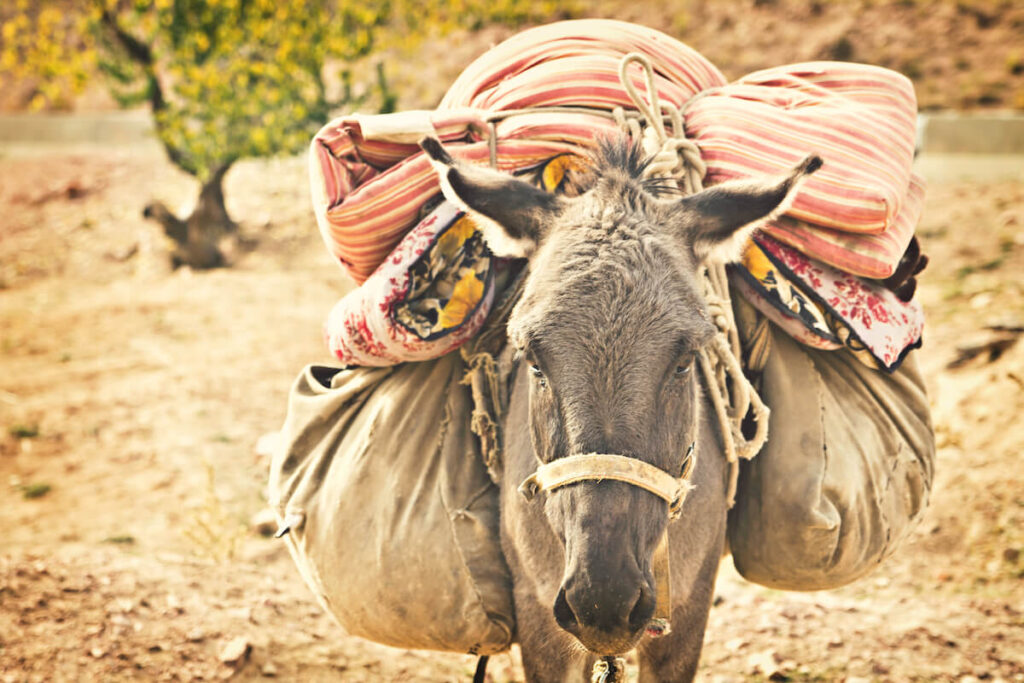 donkey carrying load