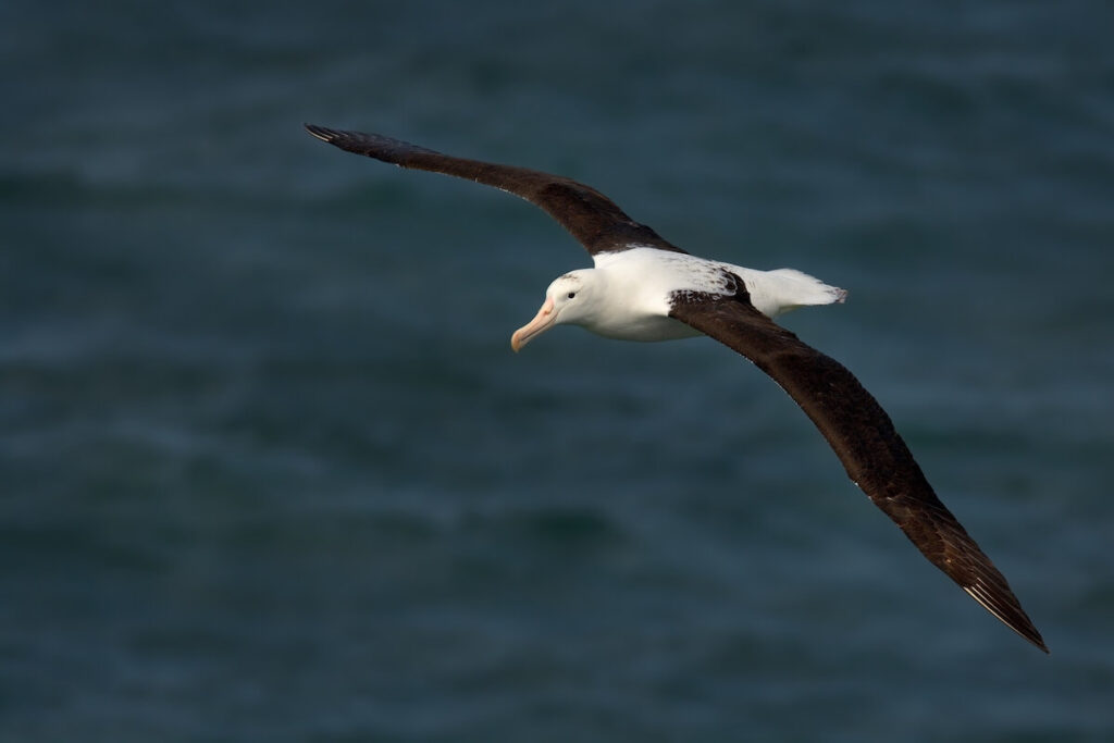 Albatross to illustrate ציפור הנפש