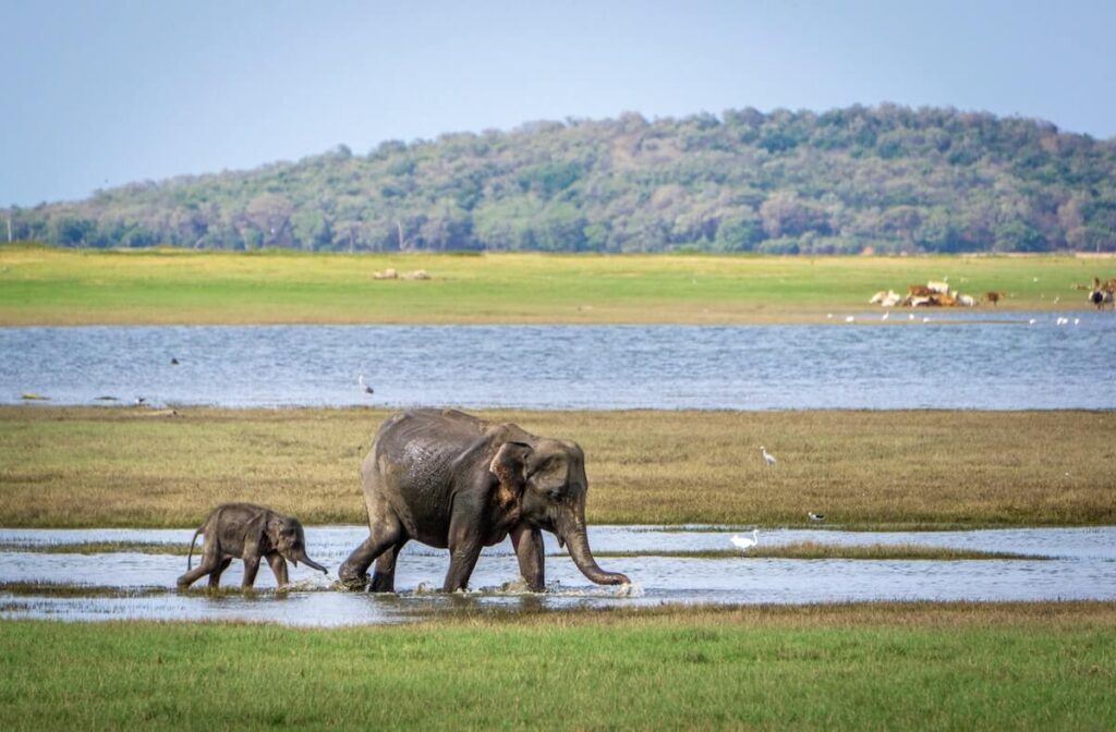 elephant calf and parent wading river