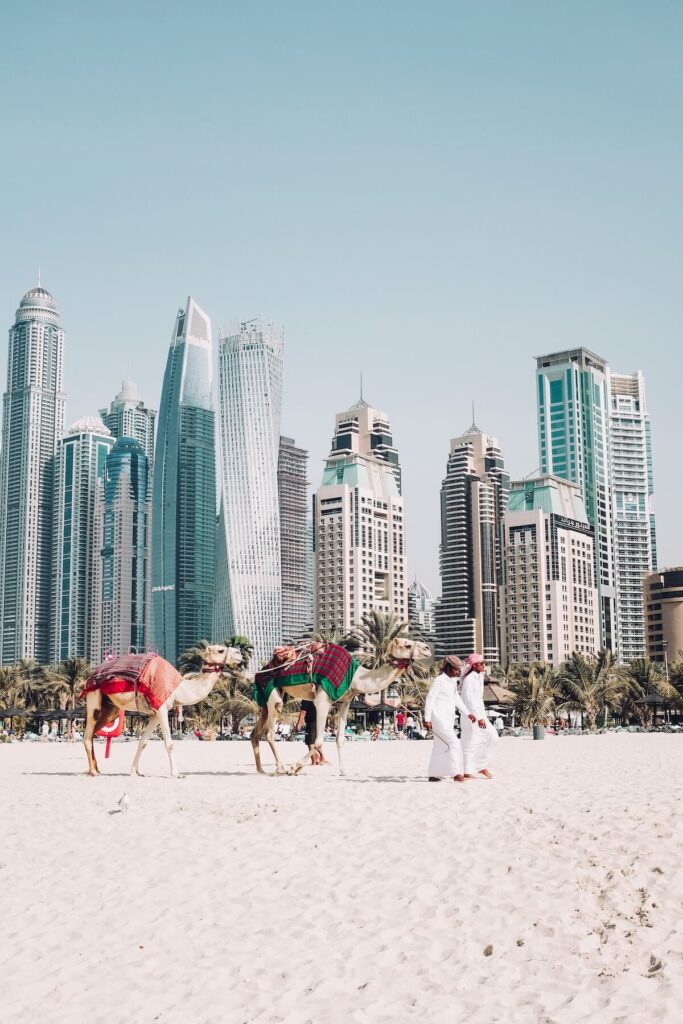 men and camels walking along beach in Dubai, with buildings in the background