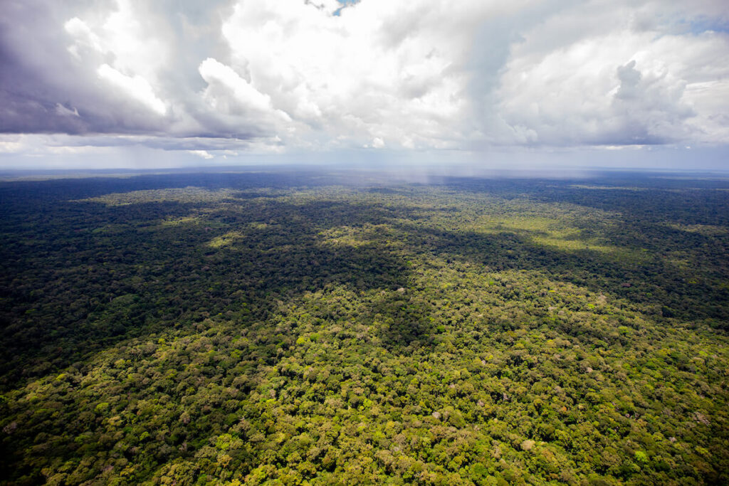 amazon rainforest as seen from above