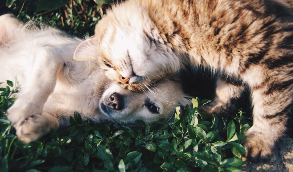 cat and dog cuddling on grass