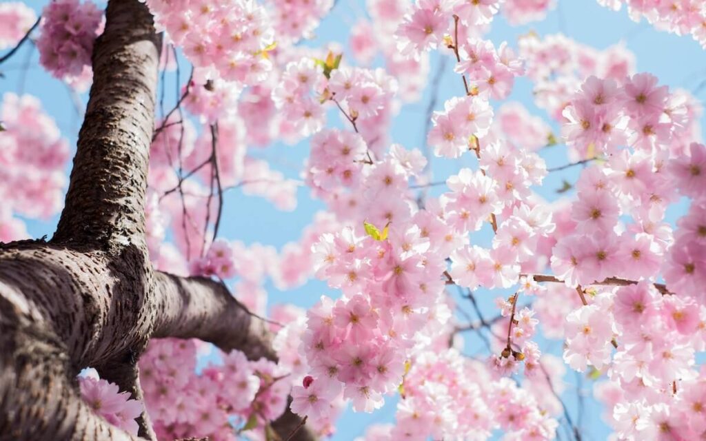 cherry blossoms from below