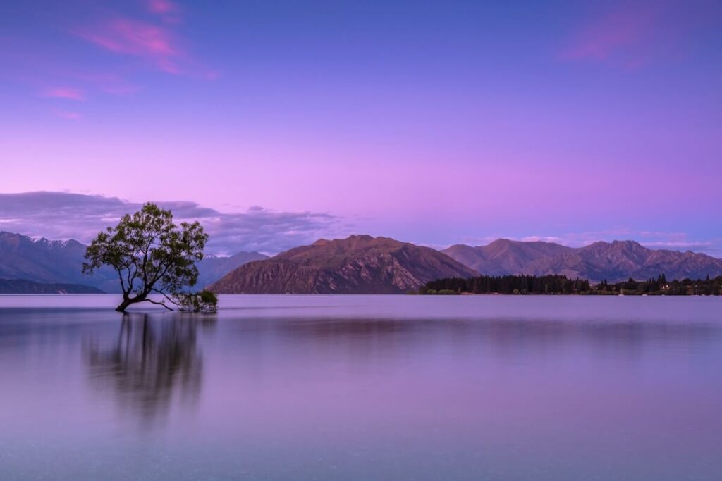 lone tree at purple wanaka lake