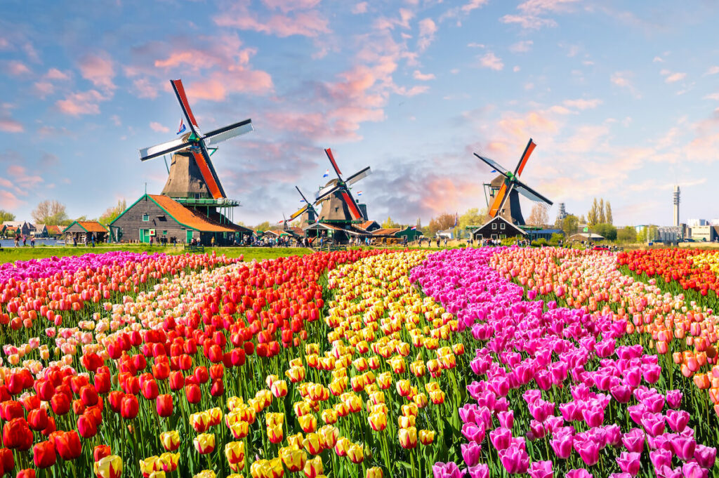 Landscape with tulips, traditional Dutch windmills and houses near the canal in Zaanse Schans, Netherlands