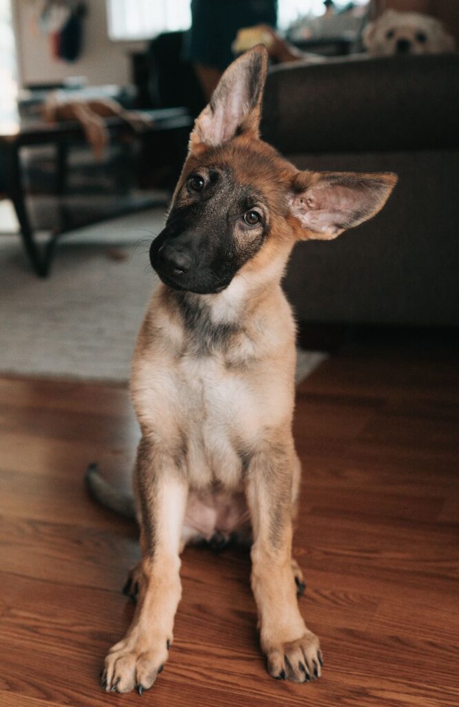 confused German shepherd