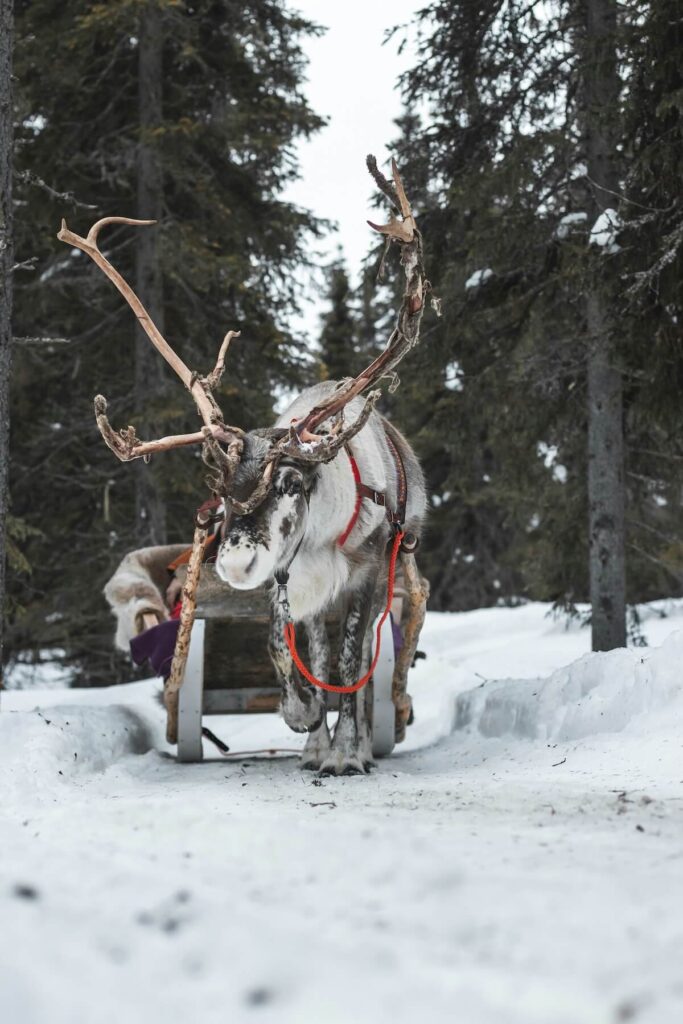 a deer pulling sled in Ruka in Finnish Lapland