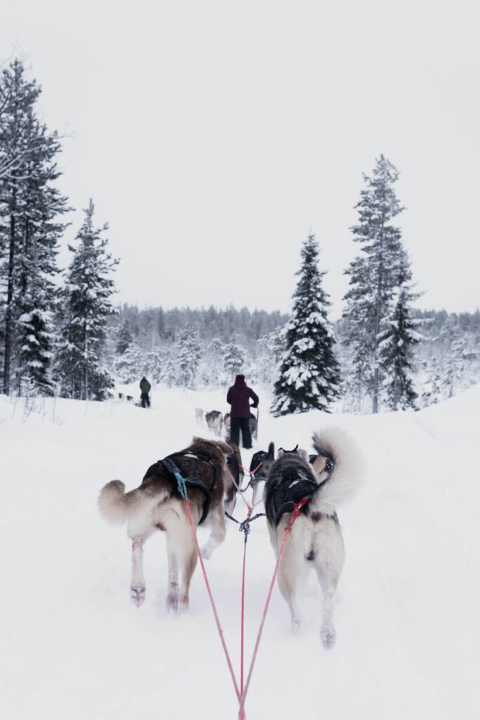Dog sledding in Rovaniemi, Finland